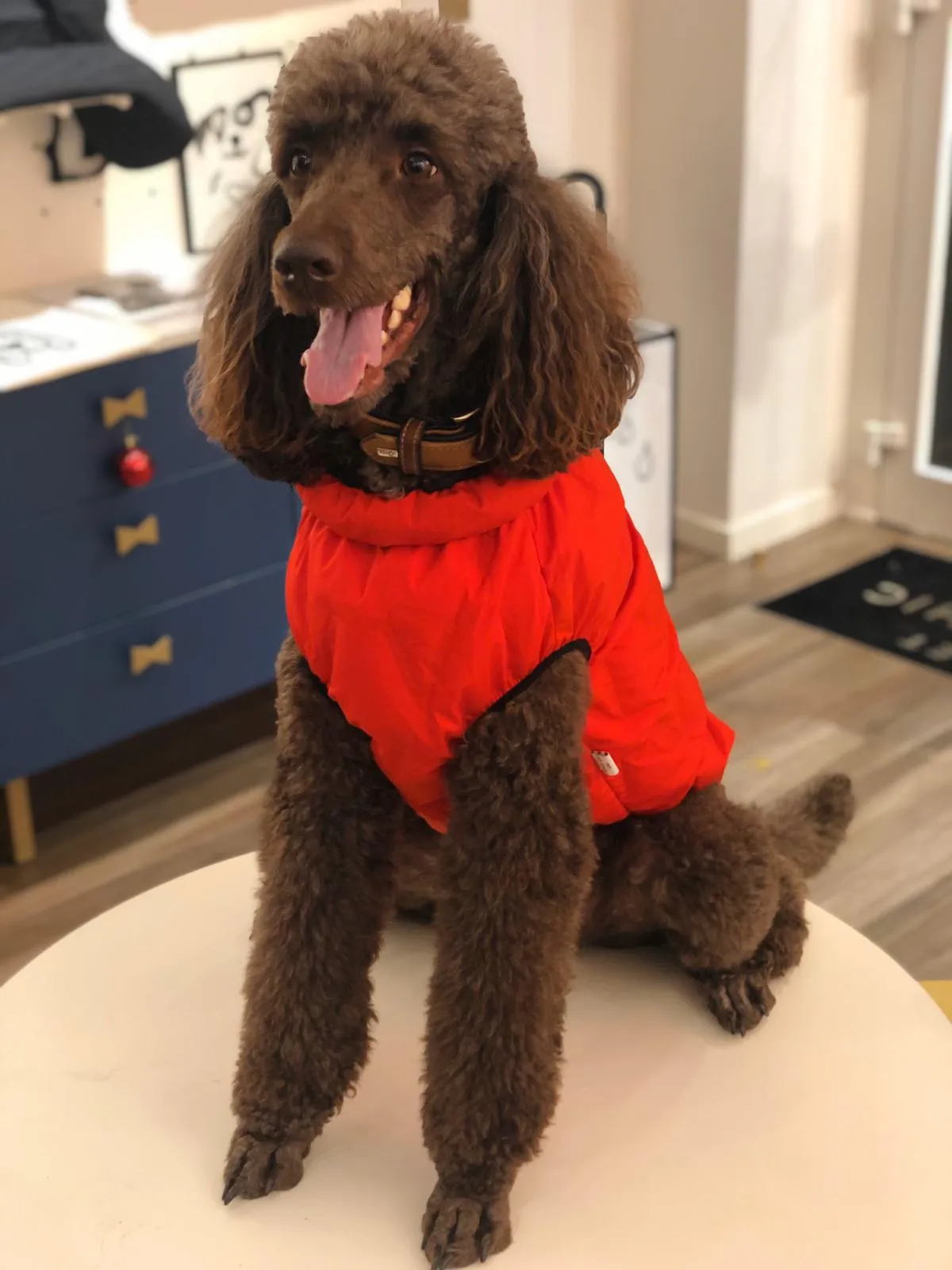 "Warm so chic" dog winter jacket  - Red