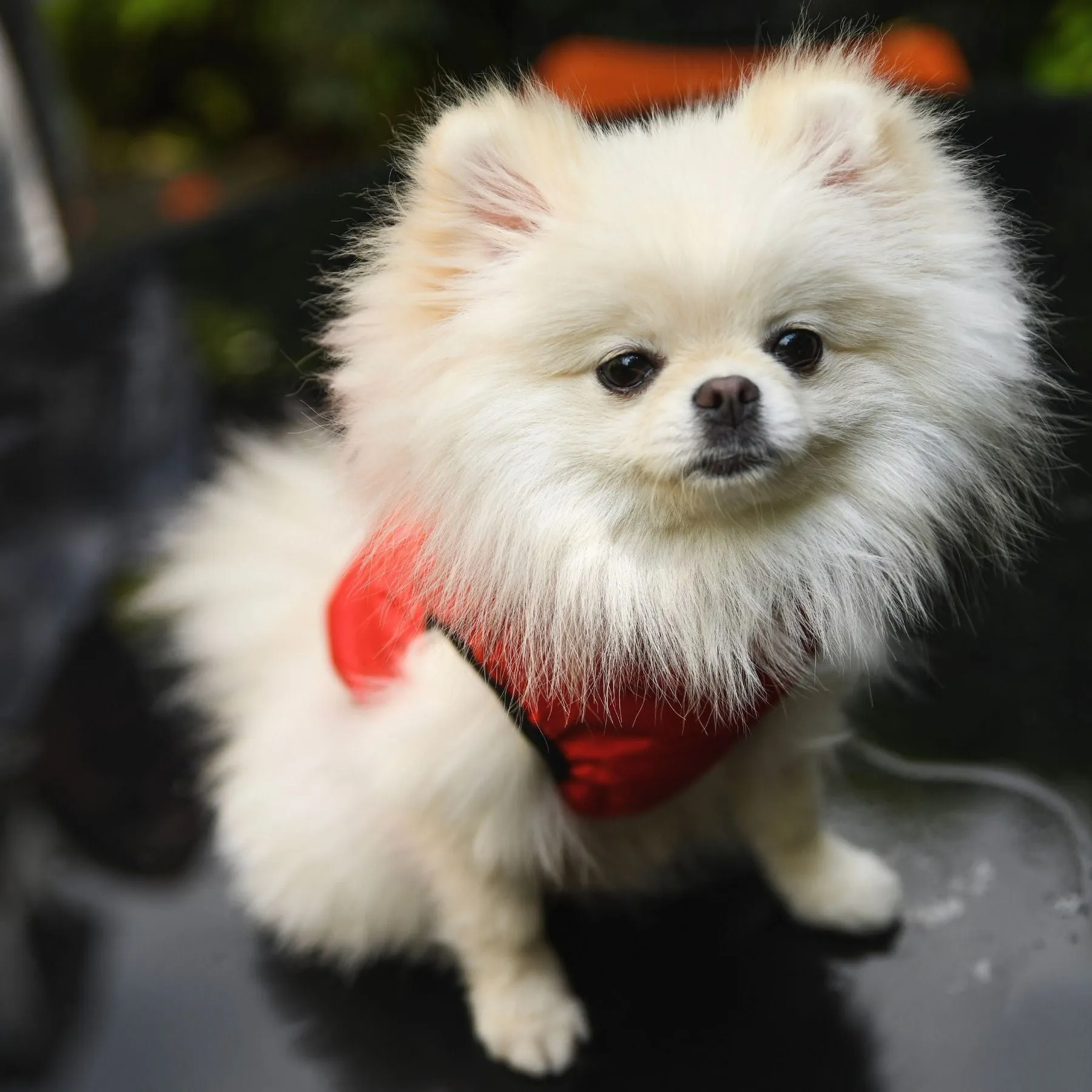 "Warm so chic" dog winter jacket  - Red